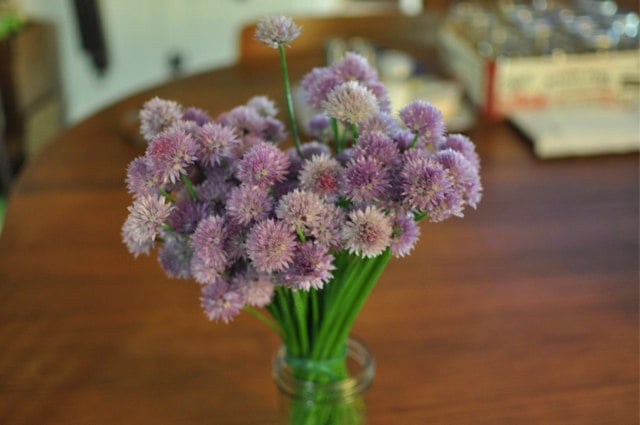 chive blossoms